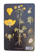 Lataa kuva Galleria-katseluun, Kasvi leikkuulauta